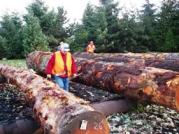 Log Scalers at Work