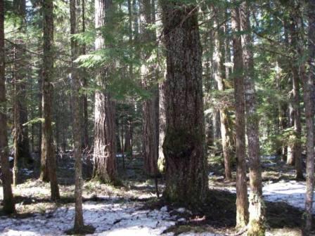 Trees at the Clackamas GPS Range