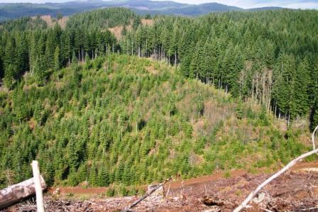 Picture of trees in a valley