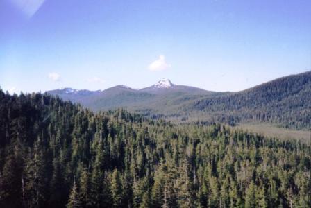 Picture of trees in a valley