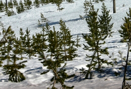 Young trees in winter